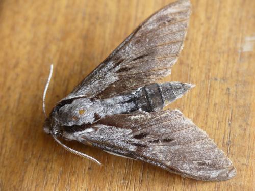 Sphinx maurorum